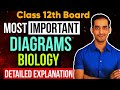 Most Important Diagrams 🔥 | Class 12 Biology 🔥 | Boards 2026 | Sourabh Raina