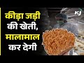 Keeda Jadi Mushroom (कीड़ा जड़ी) की खेती, मालामाल कर देगी | Cordyceps Mushroom Farming in India |