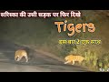 2 Tigers on Road | सरिस्का की उसी सड़क पर #sariska #tigerreserve #nightdrive #tigersighting 