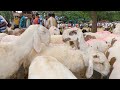 Big mouli breed sheep for 28 thousands