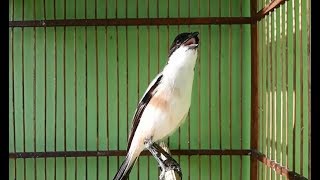 Cendet Matahari Gacor Suara Cadas Video Download Mp4 3gp Flv