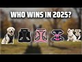The Top 5 Best Small Dog Harnesses in 2025 - Must Watch Before Buying!