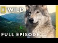 Wolf Life (Full Episode) | Yellowstone Wolves: Succession | Nat Geo Animals