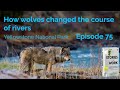 E75 - How wolves changed the course of the rivers?