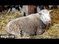 Sheep Barn Cam at Farm Sanctuary powered by EXPLORE.org