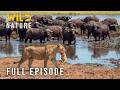Lion Attack: Win Or Die (Full Episode) | Nature animal documentary