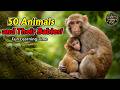 50 Animals and Their Babies | Animals Name and Sound | WATRstar #animals