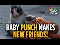 VIRAL Baby Monkey Punch Has Made New Friends At Japan's Ichikawa Zoo | Punch Monkey | N18G