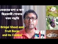 বেগুনের ডগা ও ফল ছিদ্রকারী পোকা ও তার অভিনব নিয়ন্ত্রণ পদ্ধতি, Brinjal shoot \u0026 fruit Borer control,