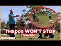HOW TO STOP DOG PULLING | DOG TIPS