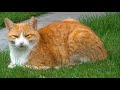 Beautiful ginger cat relaxing in majestic garden. | Animal Sounds with Peter Baeten