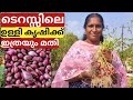 ഉള്ളി കൃഷി ഗ്രോ ബാഗിൽ | Onion farming on terrace in container or pot | Malayalam