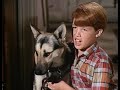 Atta Girl, Kelly! (1967) Walt Disney's Wonderful World of Color