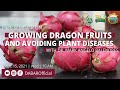 Growing Dragon Fruits and Avoiding Plant Diseases
