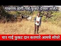 गावराण डांगी गाई फुकट देणार आहेत ' चार गाई फुकट दान करणारे आमचे सोयरे .