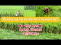 ধান গাছ হেলে পড়ে গেলে কি করবেন ~ ঝড়ে পড়ে যাওয়া ধান রক্ষা করতে লজিং আপ পদ্ধতি