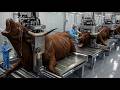 Inside the World’s Largest AI-Driven Bull Leather Factory | Robotic LT Jacket Production