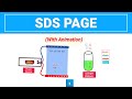 SDS PAGE | Gel Electrophoresis (with animation)