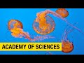 Discover the Wonders of the Natural World at the California Academy of Sciences in San Francisco