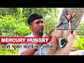 Hungry Mercury Making Process | Easy Way to Hungry and Preserve Mercury