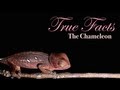 True Facts About The Chameleon