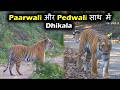 DHIKALA | Paarwali और Pedwali साथ में | Ek hi safari me
