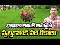 Rice Varieties : వానాకాలానికి అనువైన స్వల్పకాలిక వరి రకాలు | Matti Manishi  | 10TV Agri