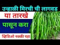 फक्त उन्हाळी मिर्ची ची लागवड अशी करा व हमखास भरगोस उत्पन्न मिळवा
