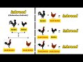 Inbreeding in Chickens || The Best Way to Get Dominant Genetics💯💯