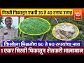 ♦️मिरची लागवडीतून एकरी 35 ते 40 टनाचं उत्पन्न | किलोला मिळतोय 40 ते 90 रुपयांचा भाव..