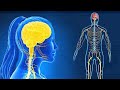 The Nervous System I Get to know our nervous system I how does it works?