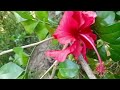 My sister garden beautiful flower review