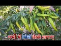 गर्मी में मिर्च की खेती ।। मिर्च की खेती ।।