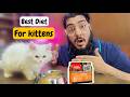 Best Food For Persian Kitten | Kitten Feeding Schedule | Kittens Diet Plan