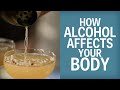 How Alcohol Affects Your Brain And Body