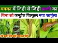 बिना स्प्रे के मक्का में इल्ली का कंट्रोल मात्र 2 मिनट में,🌽मक्का में सुंडी की रोकथाम|Makka me illi