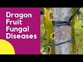 VG19: FUNGUS PROBLEM OF DRAGON FRUIT GROWER