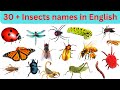 Learn Insect Names for kids in english | 30 insects names for children Learning | study