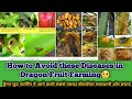 How to Control the diseases in Dragon Fruit Farming | Disease Control in Dragon fruit plants
