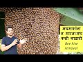 मधमाशांना न मारता मध कशी काढावी | मधुमक्षिका पालन | Bee hive removal | Honey bee