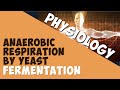 Anaerobic respiration by yeast – fermentation | Physiology | Biology | AddyESchool