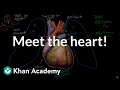 Meet the heart! | Circulatory system physiology | NCLEX-RN | Khan Academy