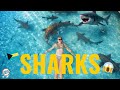 Swimming with SHARKS in the Bahamas! 🇧🇸 Exuma Islands Tour