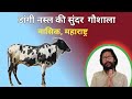 डांगी नस्ल की गौशाला नासिक महाराष्ट्र,