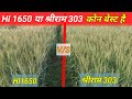 HI 1650 vs Shriram 303 | Which is the best wheat variety? The whole truth from a farmer's mouth. ...