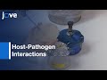 Host-Pathogen Protein-Protein Interactions: Comparative Approach | Protocol Preview