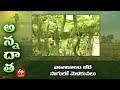 వానాకాలం బీర సాగులో మెళకువలు | Cultivation tips for Kharif  Ridge gourd | ETV