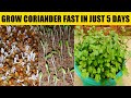 How To Germinate Coriander Fast | In Just 5 Days | Grow Coriander In 5 Days | Coriander | Cilantro