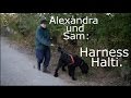 Halti harness. Giant Schnauzer Sam is taking a stroll. :)