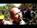 #countrylife apple harvest